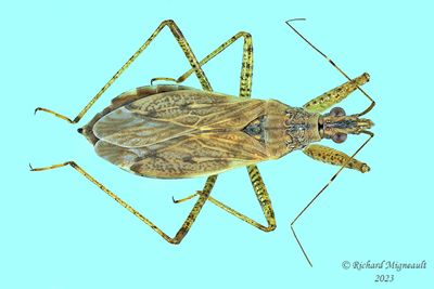 Damsel Bug - Nabis roseipennis m23