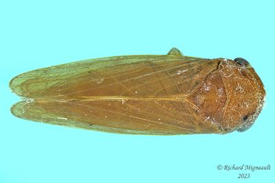 Leafhopper - Oncopsis sp3 1 m23 