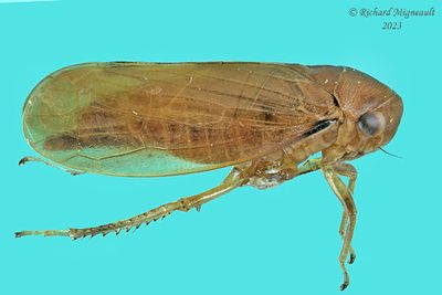 Leafhopper - Oncopsis sp3 2 m23 