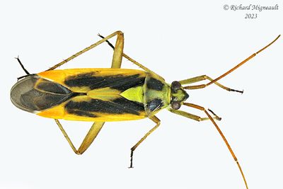 Plant Bug - Stenotus binotatus - Two-spotted Grass Bug m23 