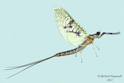 Common Burrower Mayfly - Ephemera varia m23 