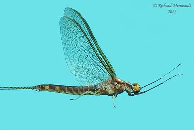 Common Burrower Mayfly - Hexagenia bilineata 2 m23