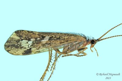 Northern Caddisfly - Limnephilus sp m23 