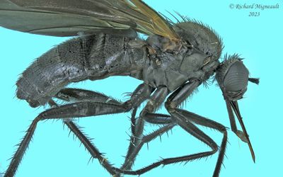 Dance fly - Rhamphomyia sp8 m23 
