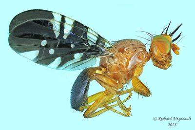 Fruit fly - Paramyiolia nigricornis 1 m23