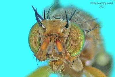 Fruit fly - Paramyiolia nigricornis 2 m23