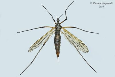 Limoniid Crane Fly - Limnophila 1 sp1 m23 
