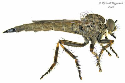Robber fly - Asilinae sp 1 m23