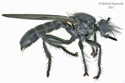 Robber Fly - Laphria - canis complex 1 m23 