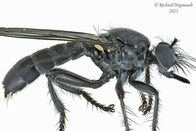 Robber Fly - Laphria - canis complex 2 m23