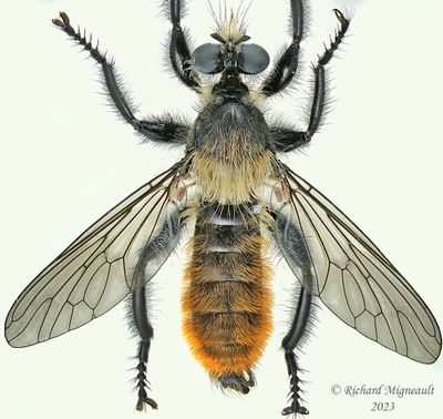 Robber Fly - Laphria sp2 1 m23