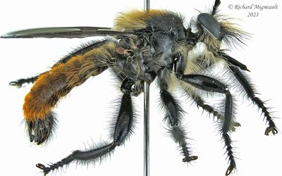 Robber Fly - Laphria sp2 2 m23 