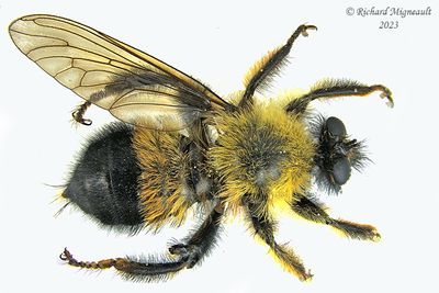 Robber Fly - Laphria sp3 1 m23 