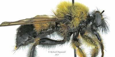 Robber Fly - Laphria sp3 2 m23 