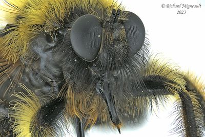 Robber Fly - Laphria sp3 3 m23 