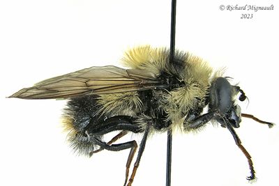Syrphid Fly - Criorhina nigriventris m23 2