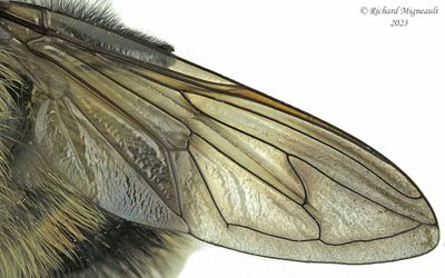 Syrphid Fly - Criorhina nigriventris m23 4
