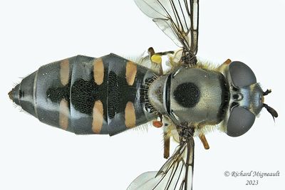 Syrphid fly - Melangyna lasiophthalma m23 1