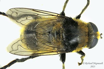 Syrphid Fly - Merodon equestris m23 1