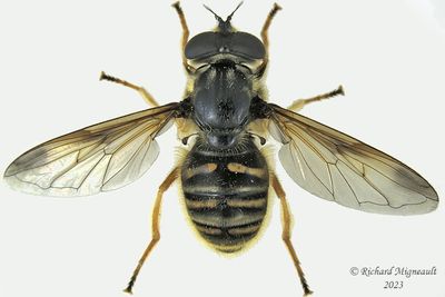 Syrphid Fly - Sericomyia chrysotoxoides - Oblique-banded Pond Fly m23 1