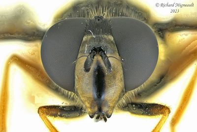 Syrphid Fly - Sericomyia chrysotoxoides - Oblique-banded Pond Fly m23 2