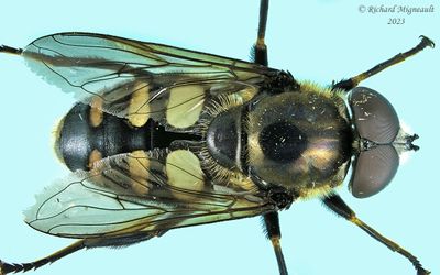 Syrphid Fly - Sericomyia transversa sp2 m23 1