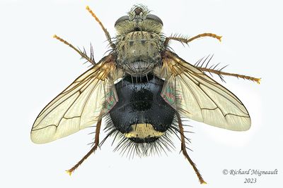 Tachinidae - Epalpus signifer m23 