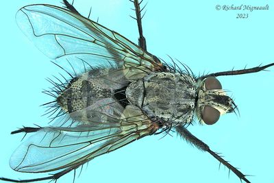 Tachinidae - Tribe Dexiini m23 2