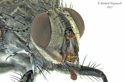 Tachinidae - Tribe Dexiini m23 3