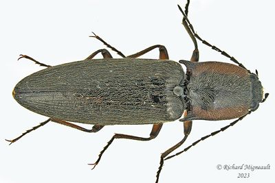 Click Beetle - Acteniceromorphus spinosus m23 1