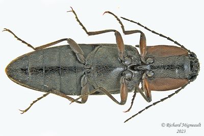 Click Beetle - Acteniceromorphus spinosus m23 2