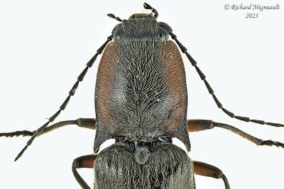 Click Beetle - Acteniceromorphus spinosus m23 3