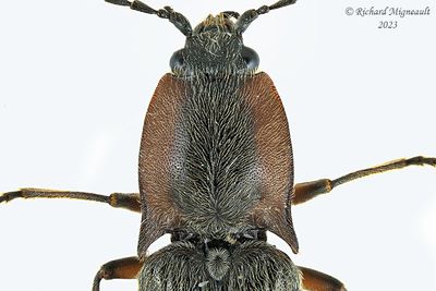 Click Beetle - Acteniceromorphus spinosus m23 5