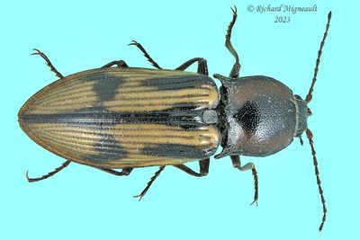 Click Beetle - Selatosomus pulcher m23 