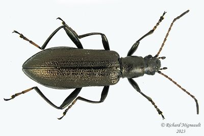 Darkling beetle - Arthromacra aenea m23