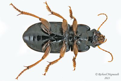 Ground beetle - Harpalus affinis m23 2