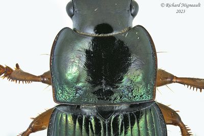 Ground beetle - Harpalus affinis m23 3