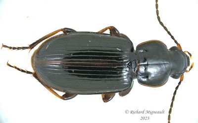 Ground beetle - Stenolophus fuliginosus m23 1