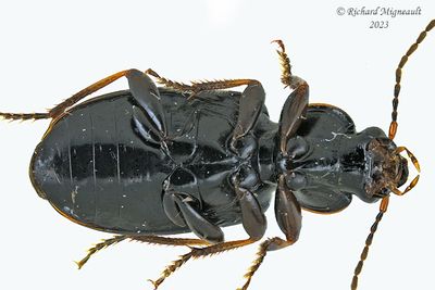 Ground beetle - Stenolophus fuliginosus m23 2