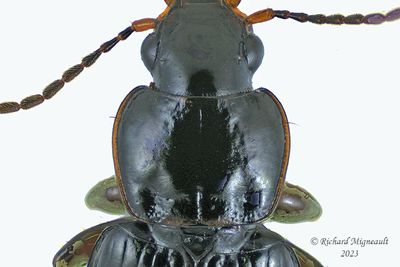 Ground beetle - Stenolophus fuliginosus m23 3