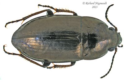 Ground beetle - Amara erratica - m23 1