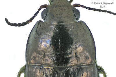 Ground beetle - Amara erratica - m23 2