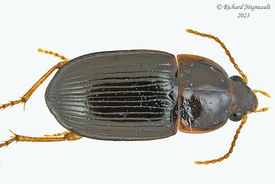 Ground beetle - Amara sp4 m23 1
