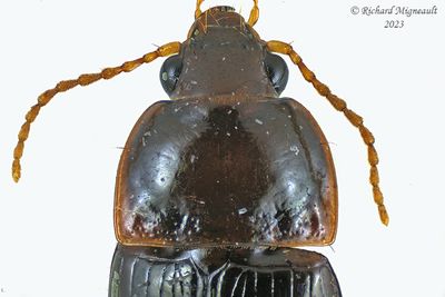 Ground beetle - Amara sp4 m23 2
