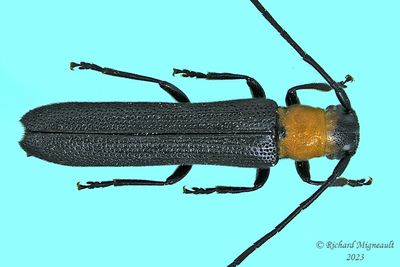 Longhorned Beetle - Oberea affinis m23 