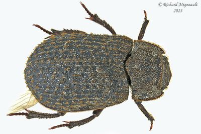 Hide Beetle - Trox aequalis m23 1