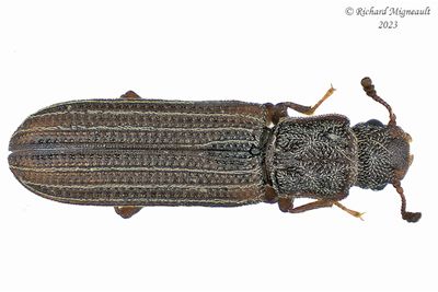 Ironclad Beetle - Lasconotus borealis m23 1