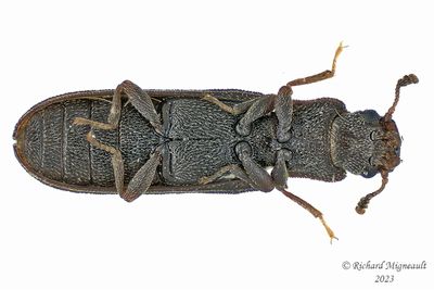 Ironclad Beetle - Lasconotus borealis m23 2