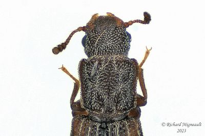 Ironclad Beetle - Lasconotus borealis m23 3