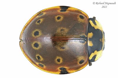Lady Beetle - Anatis mali - Eye-spotted Lady Beetle m23 